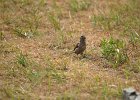 Ringmus (vrouwtje) Passer Montanus - Hustai Nuruu 10-08-2016 (2)
